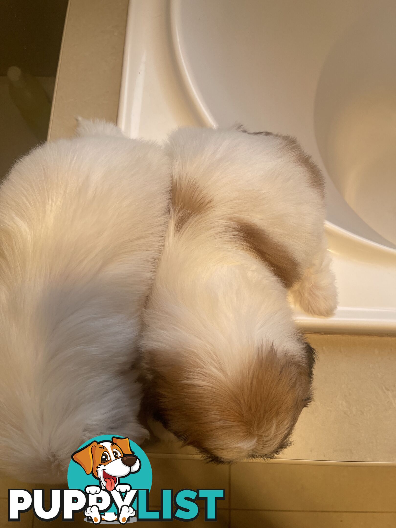 Maltese x shitzu puppy