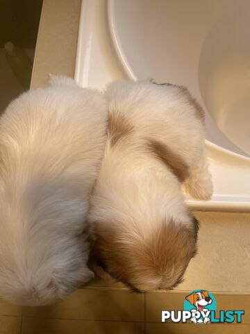 Maltese x shitzu puppy