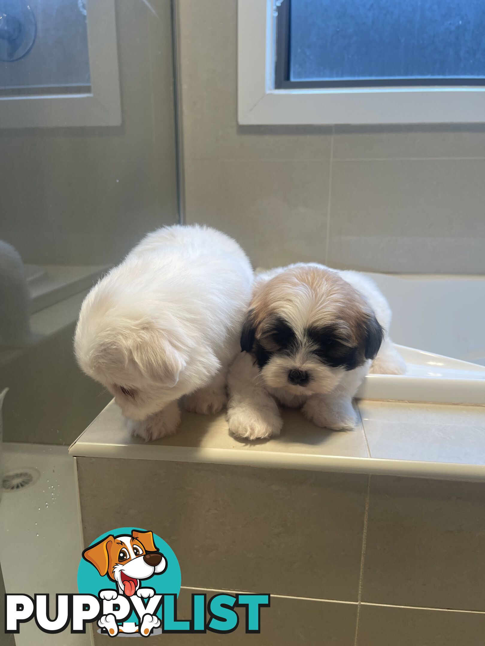 Maltese x shitzu puppy