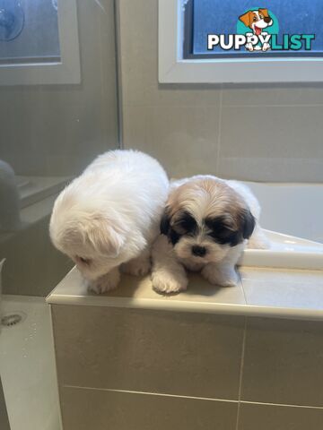 Maltese x shitzu puppy