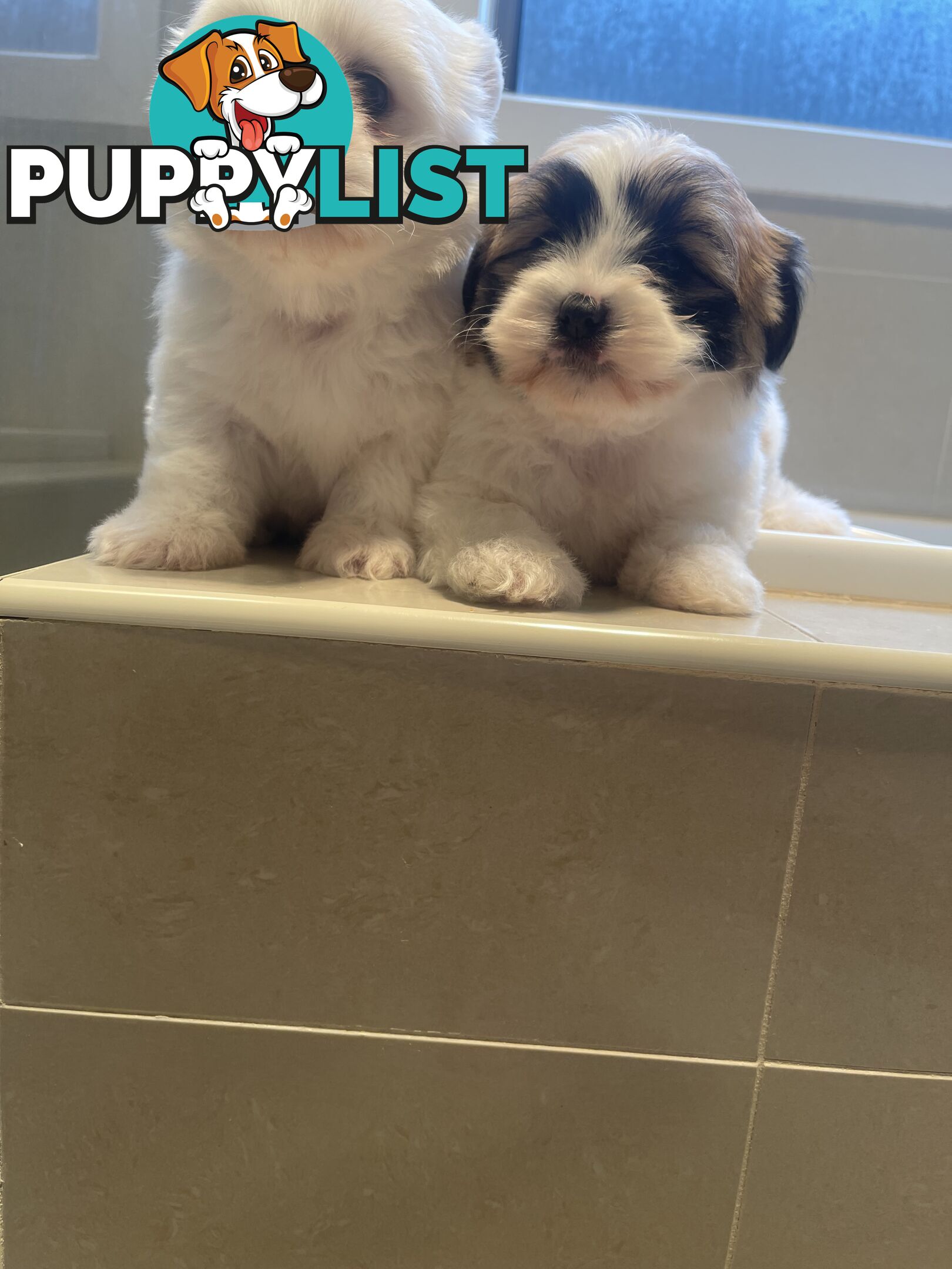 Maltese x shitzu puppy