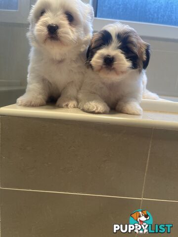 Maltese x shitzu puppy