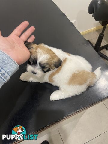 Maltese x shitzu puppy