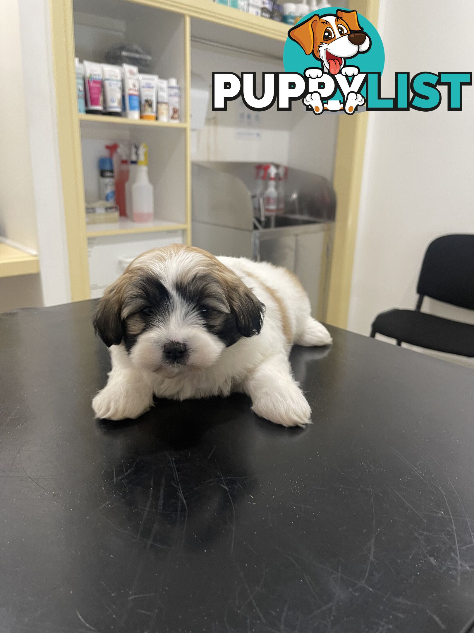 Maltese x shitzu puppy