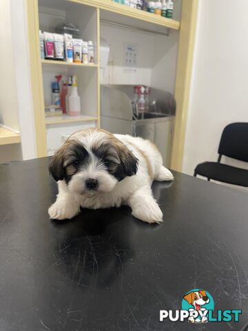 Maltese x shitzu puppy
