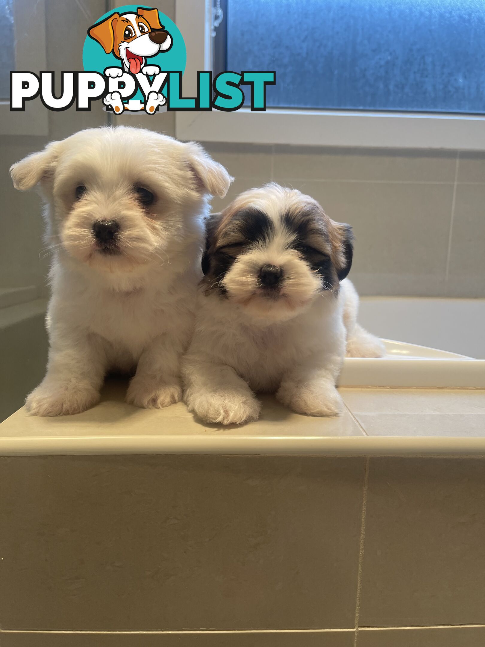 Maltese x shitzu puppy