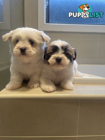 Maltese x shitzu puppy