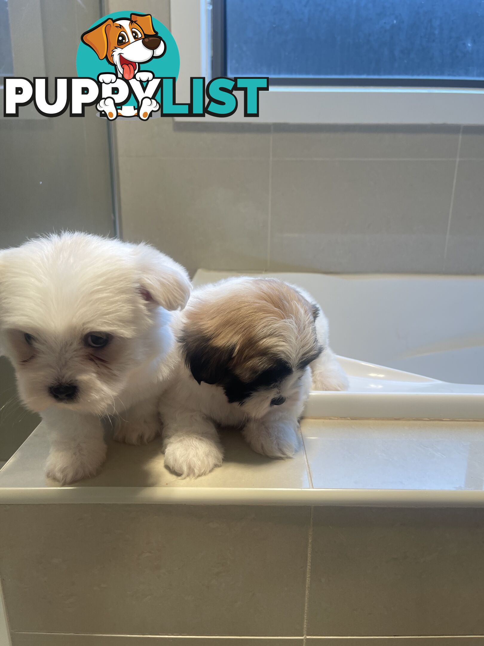 Maltese x shitzu puppy