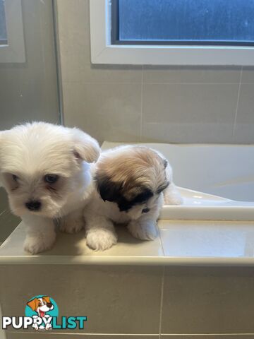 Maltese x shitzu puppy