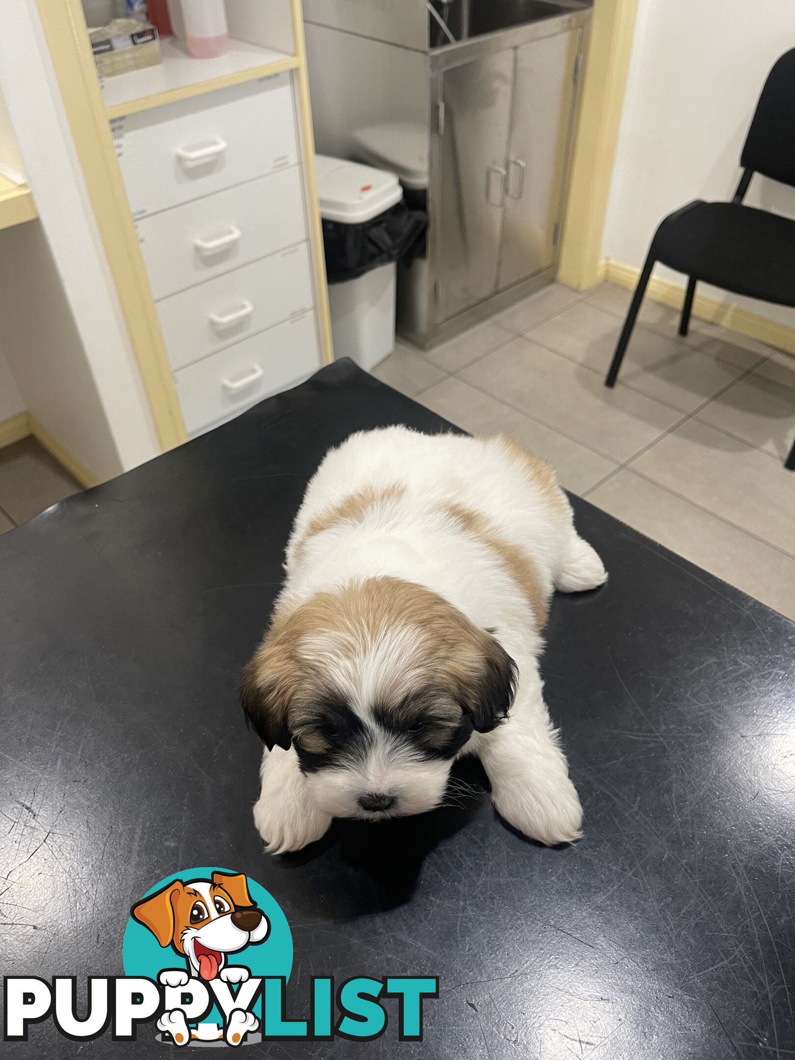 Maltese x shitzu puppy