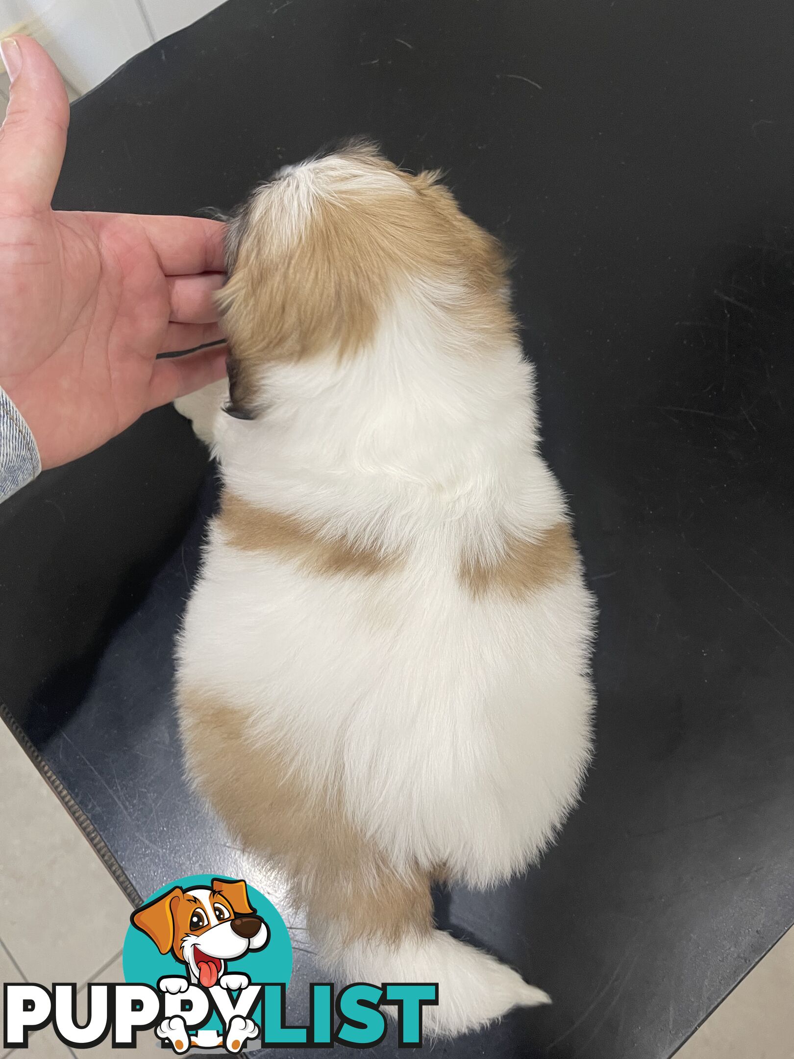 Maltese x shitzu puppy