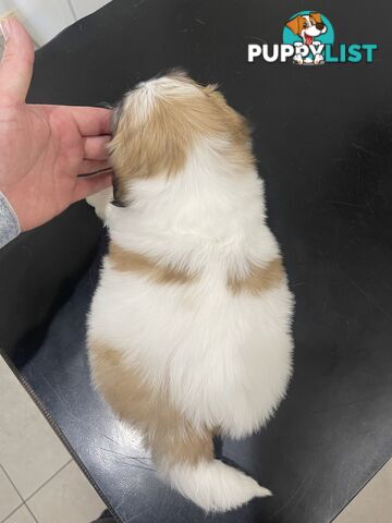 Maltese x shitzu puppy