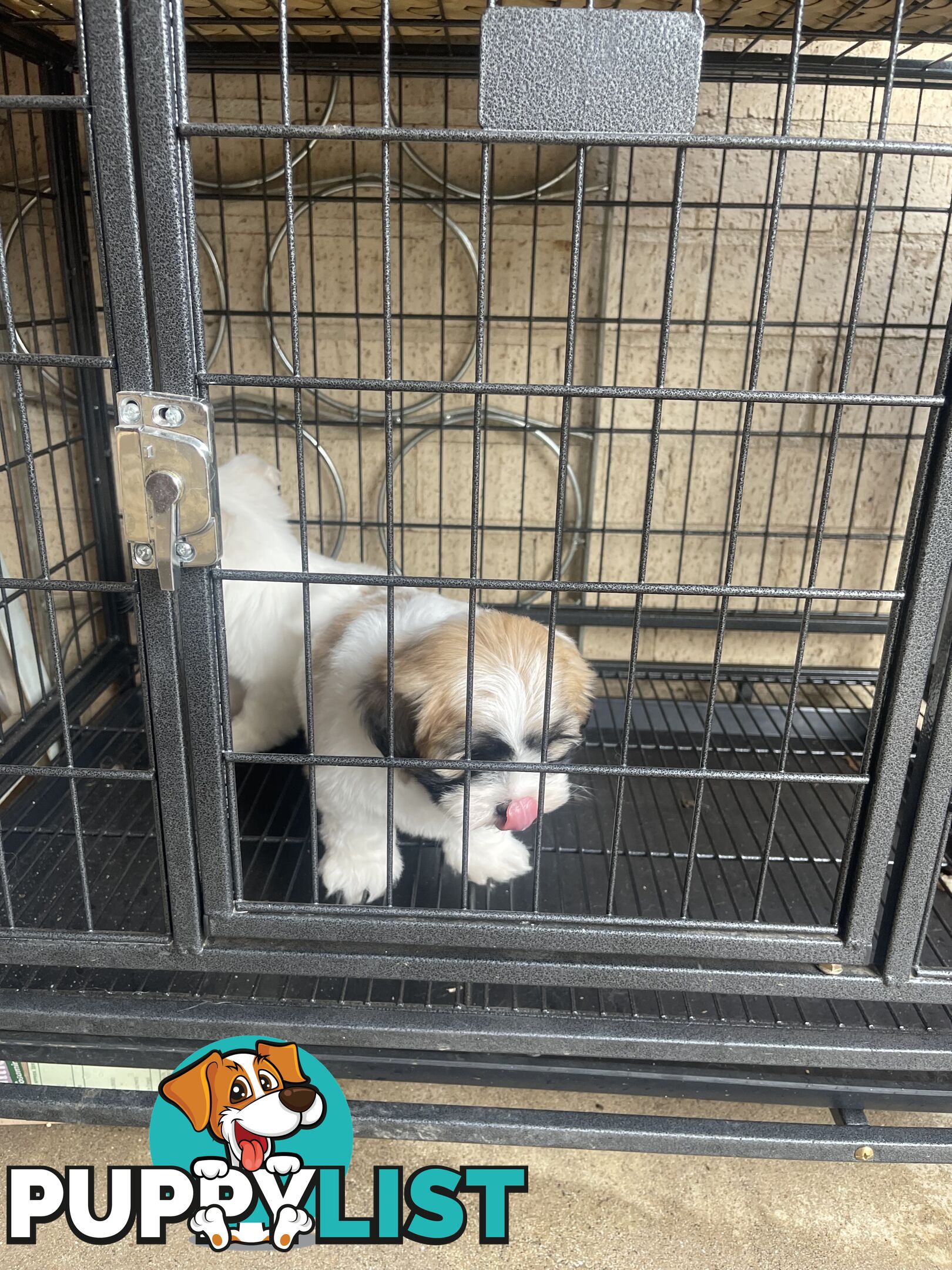 Maltese x shitzu puppy