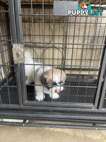 Maltese x shitzu puppy