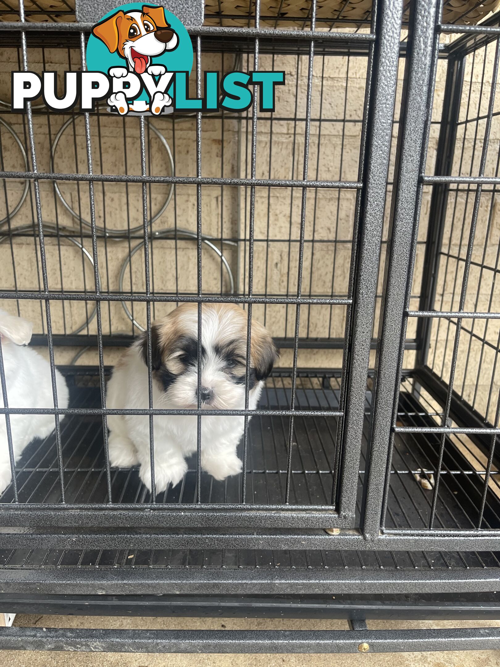 Maltese x shitzu puppy