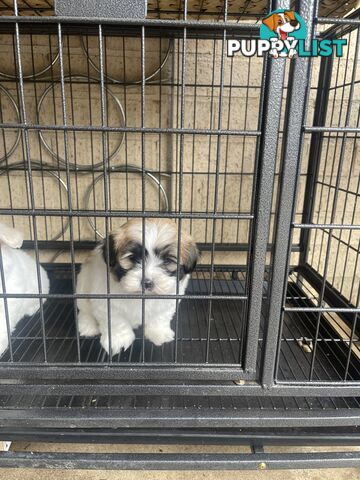 Maltese x shitzu puppy