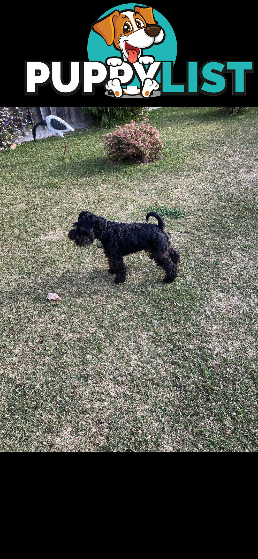Miniature Schnauzer