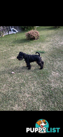 Miniature Schnauzer