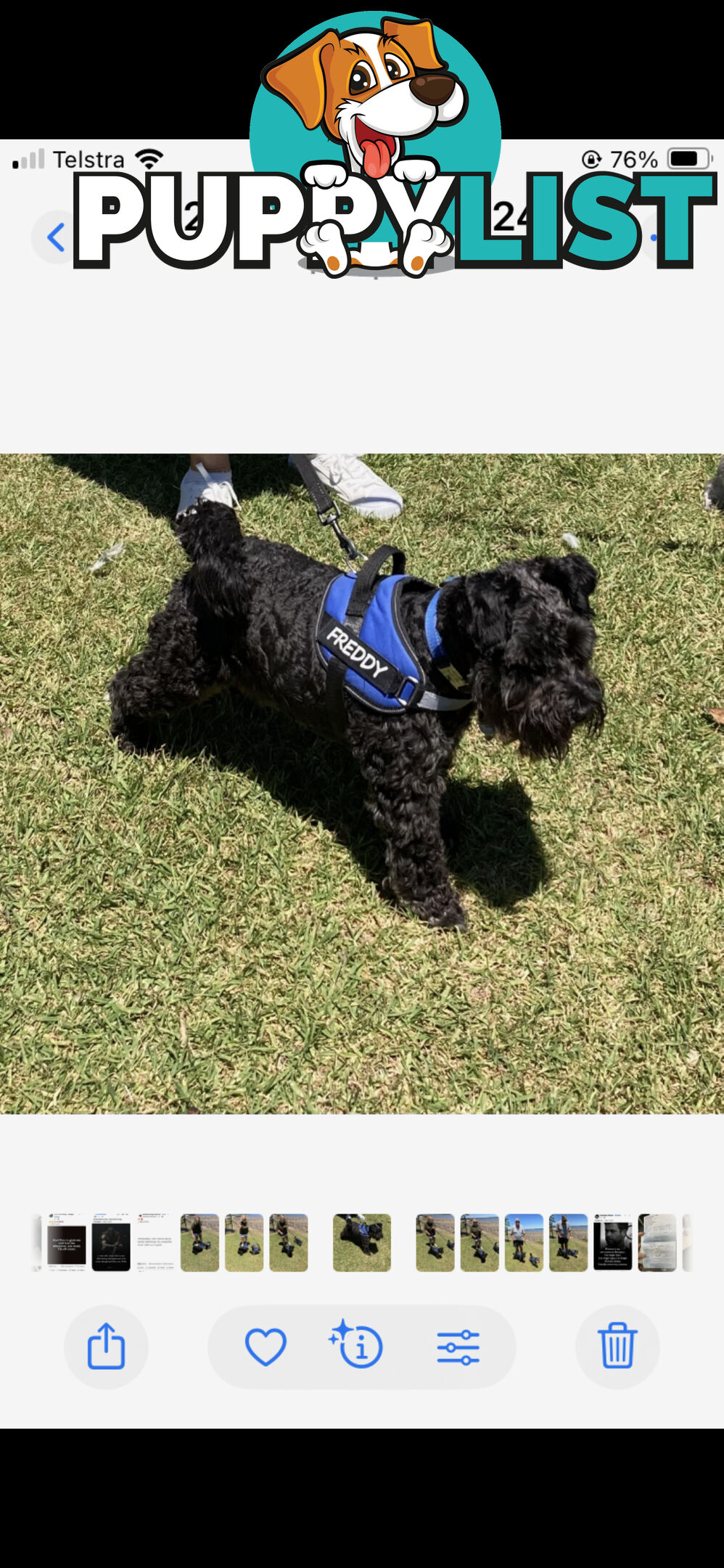 Miniature Schnauzer