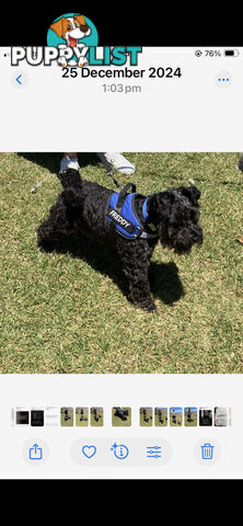 Miniature Schnauzer