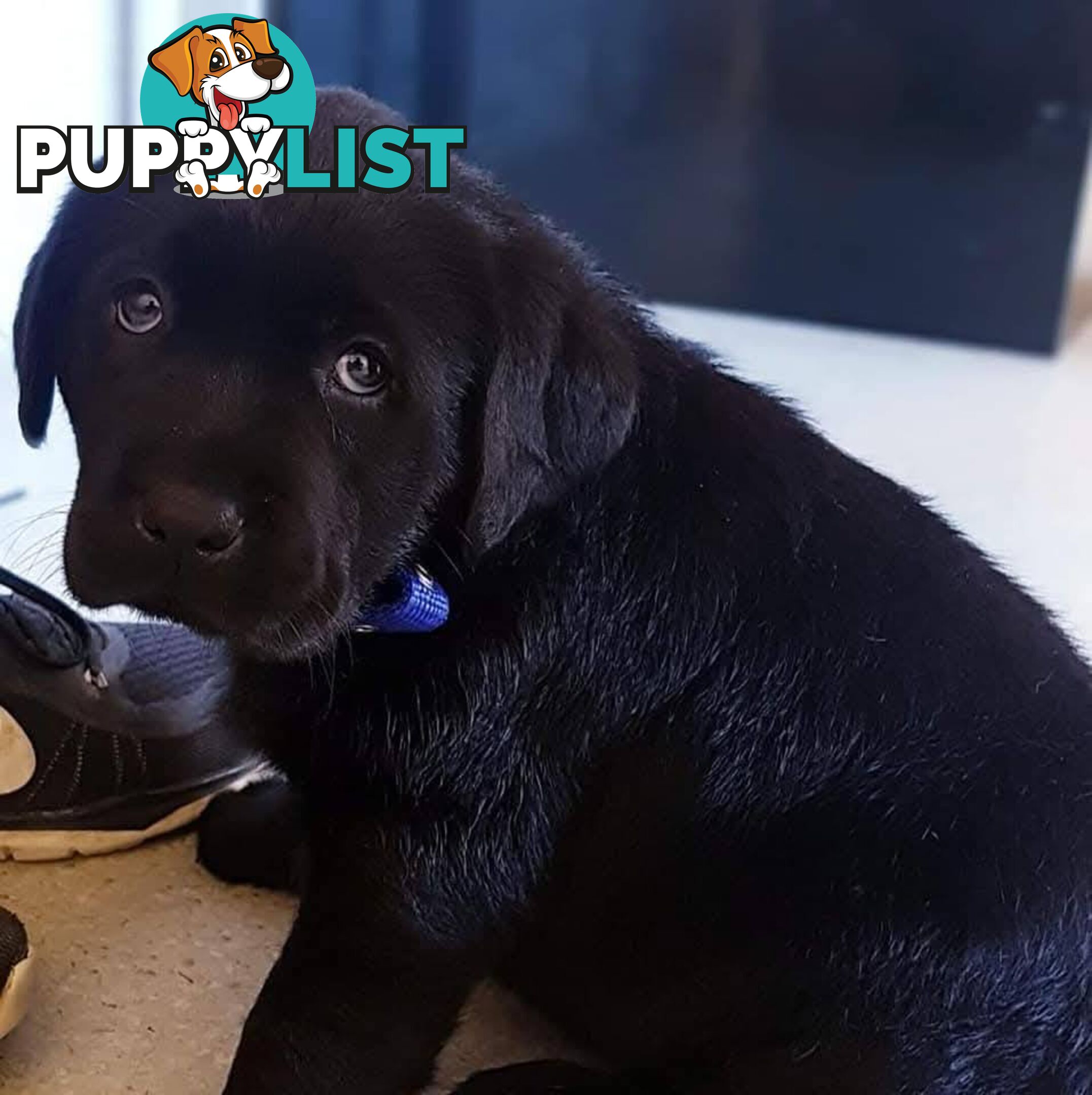 Labrador Retriever Pups (Black male and female available)