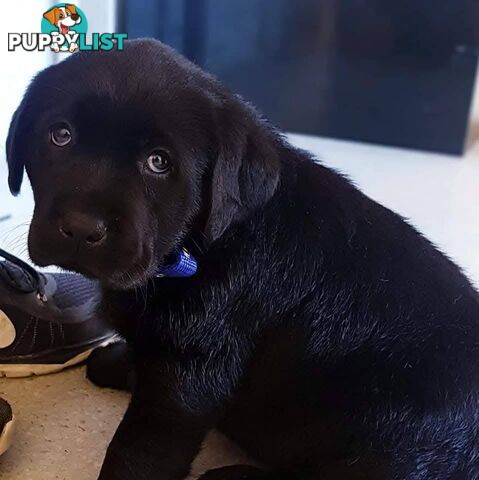Labrador Retriever Pups (Black male and female available)