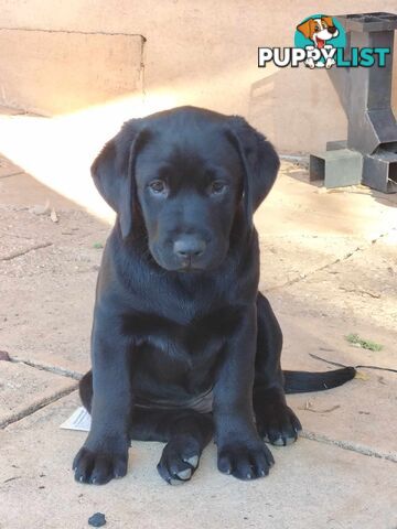 Labrador Retriever Pups (Black female )