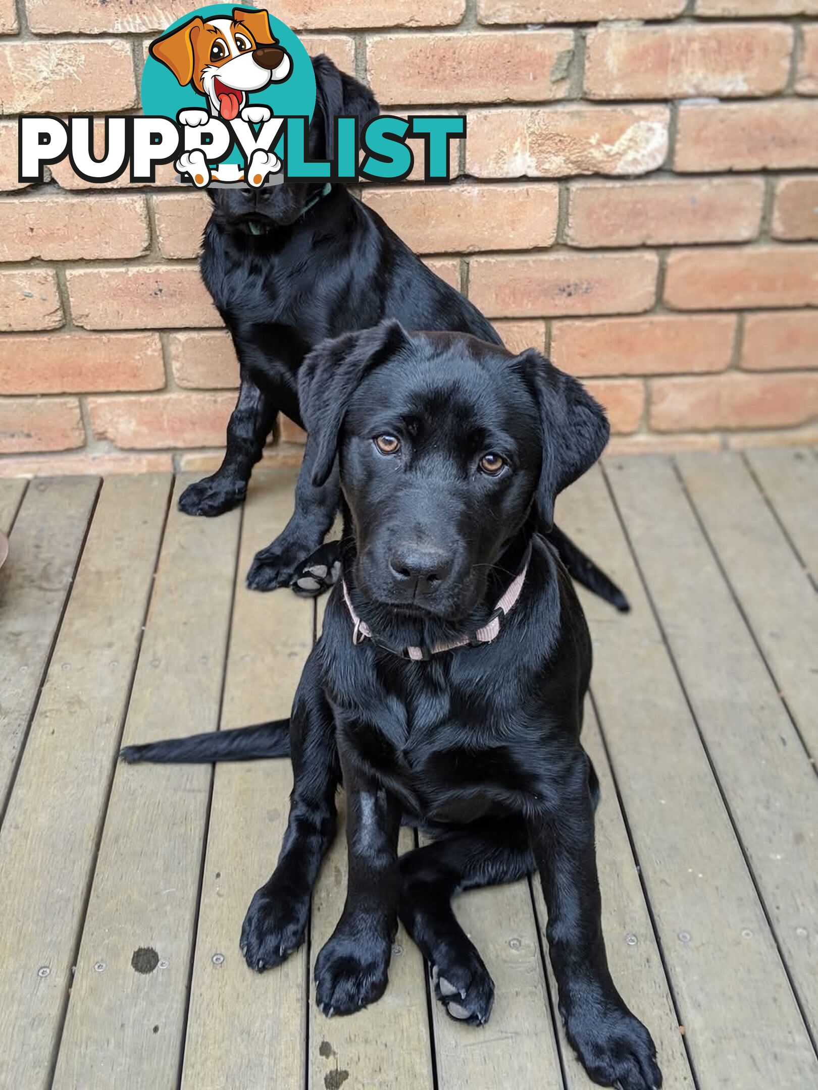 Labrador Retriever Pups