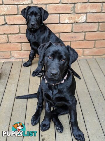 Labrador Retriever Pups