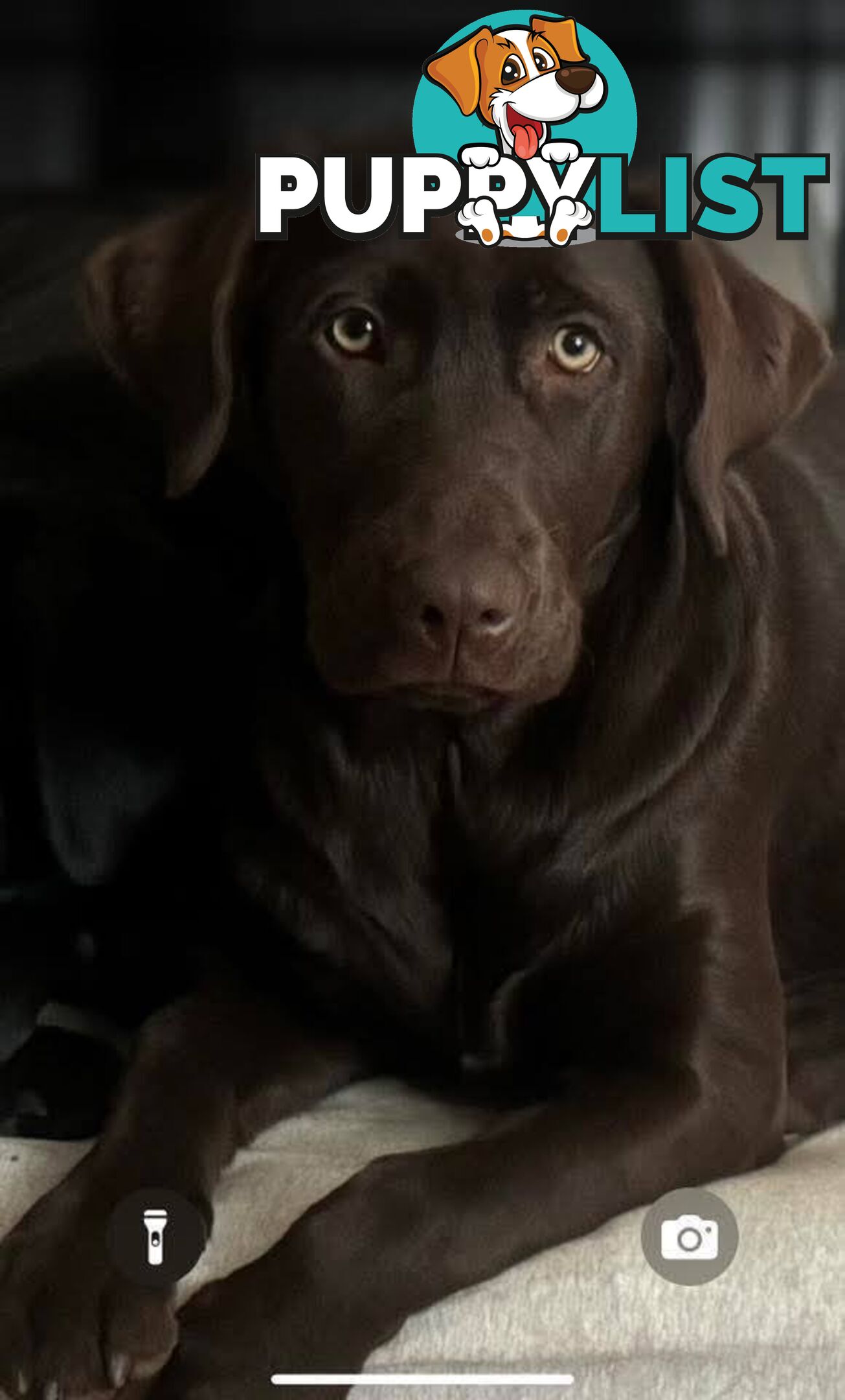 Labrador Retriever Pups