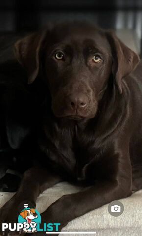 Labrador Retriever Pups