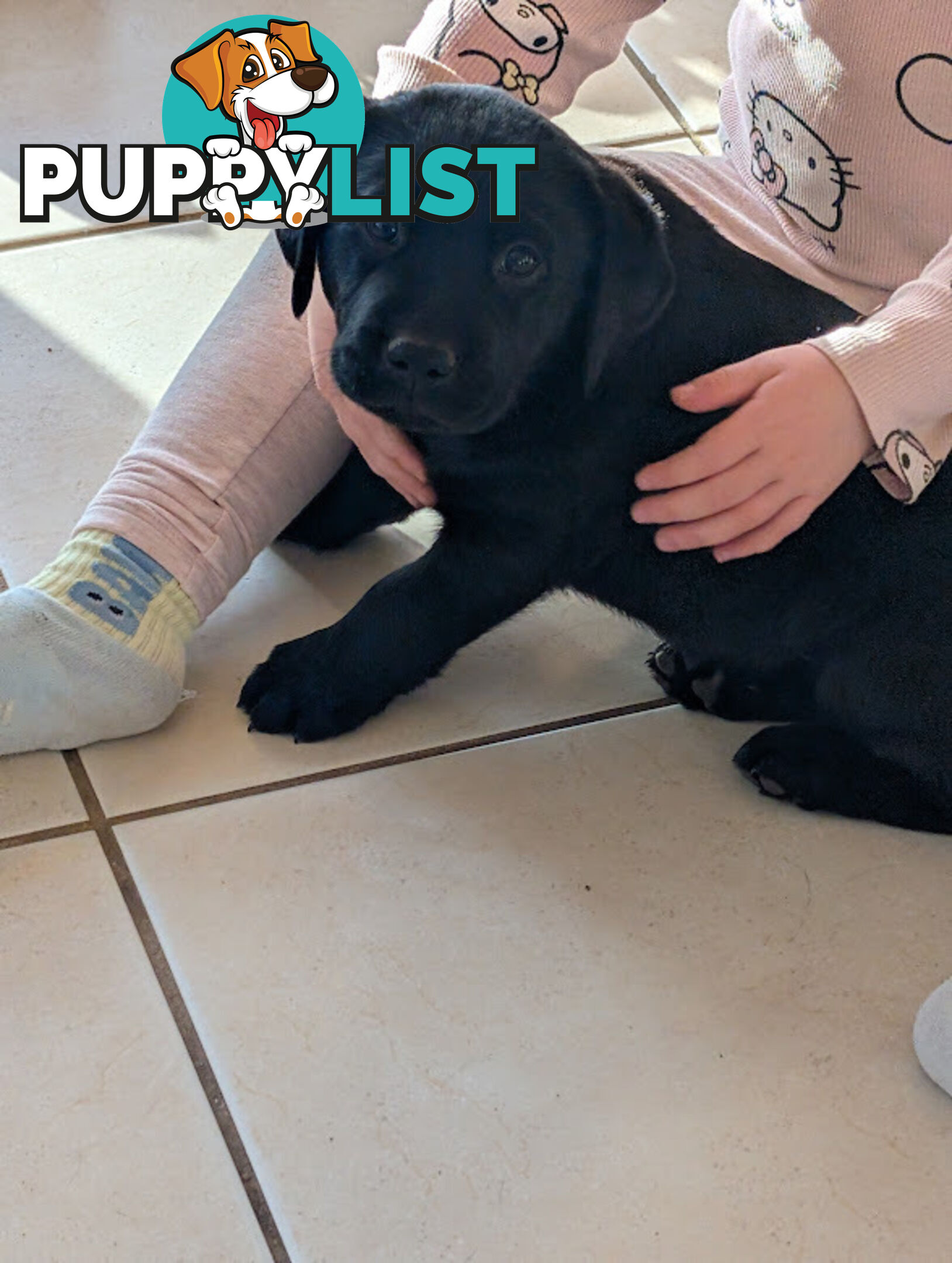 Labrador Retriever Pups (Black male and female available)