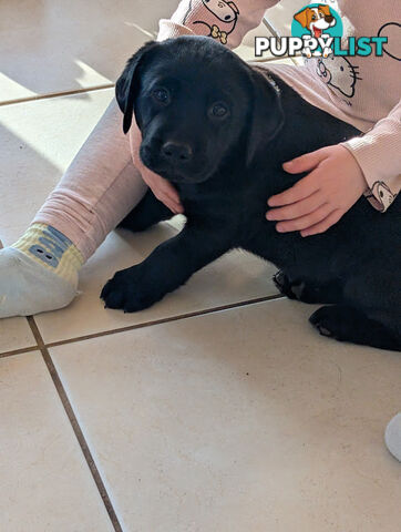 Labrador Retriever Pups (Black male and female available)