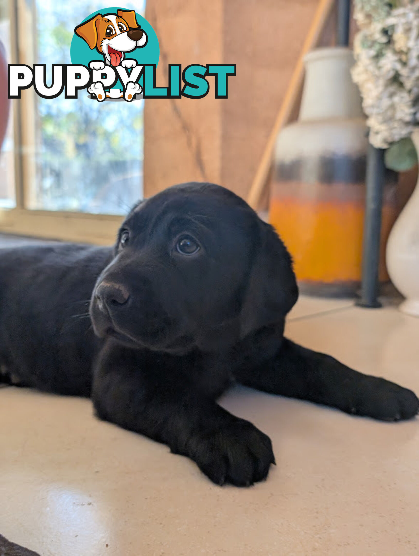 Labrador Retriever Pups (Black male and female available)