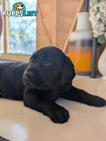Labrador Retriever Pups (Black male and female available)