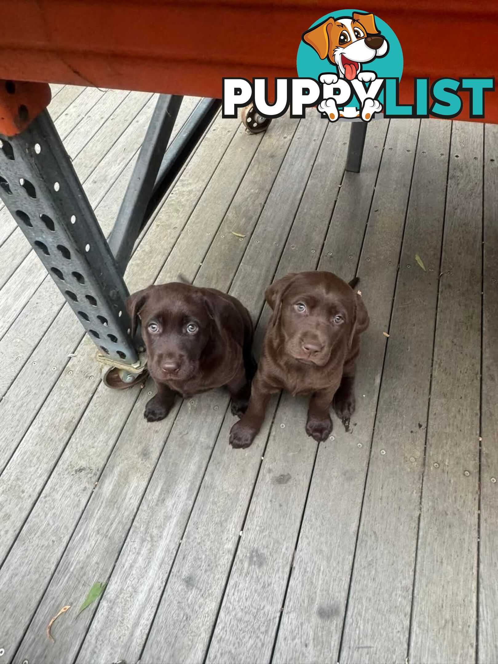 Labrador Retriever Pups