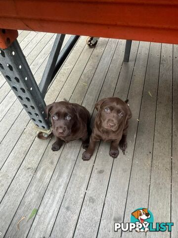 Labrador Retriever Pups