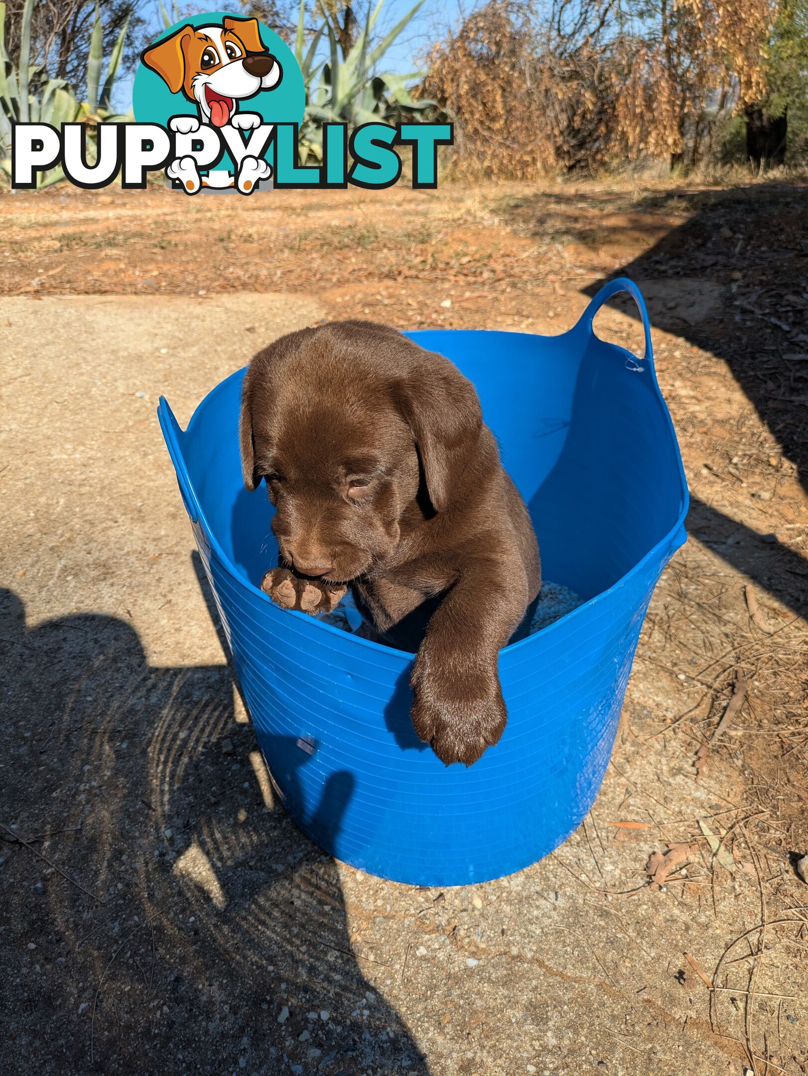 Labrador Retriever Pups