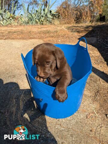 Labrador Retriever Pups