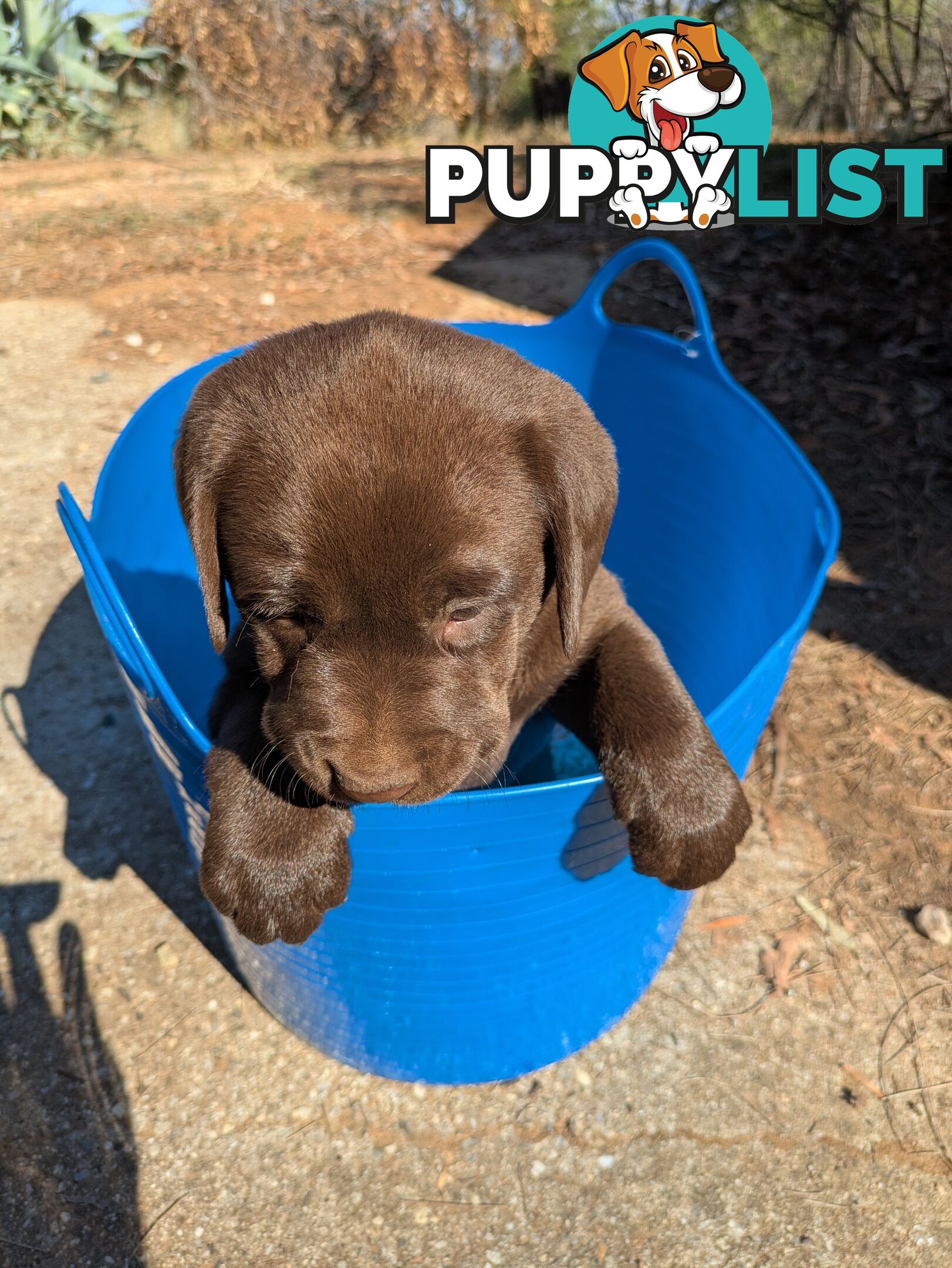 Labrador Retriever Pups