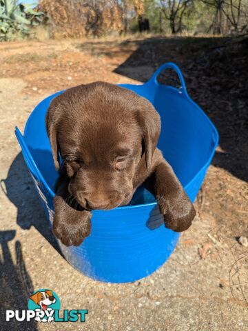 Labrador Retriever Pups