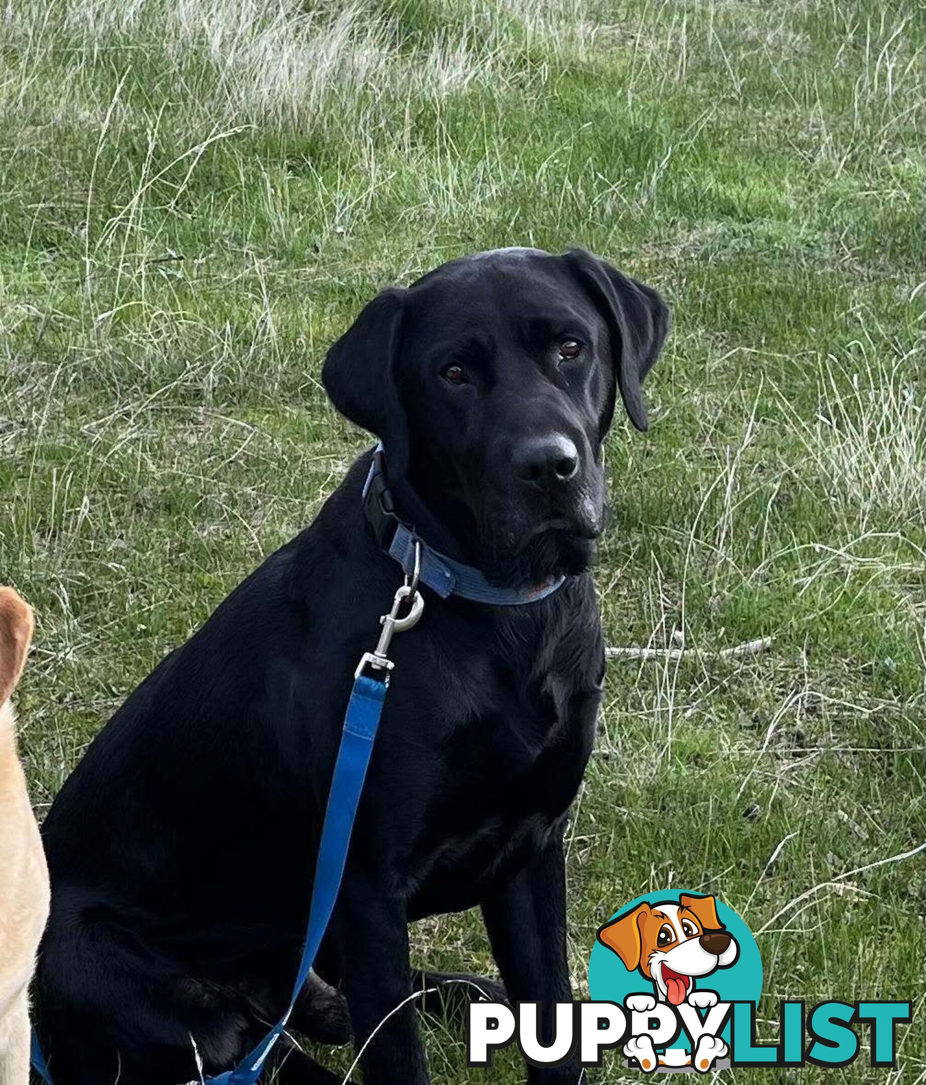 Labrador Retriever Pups (Black male and female available)
