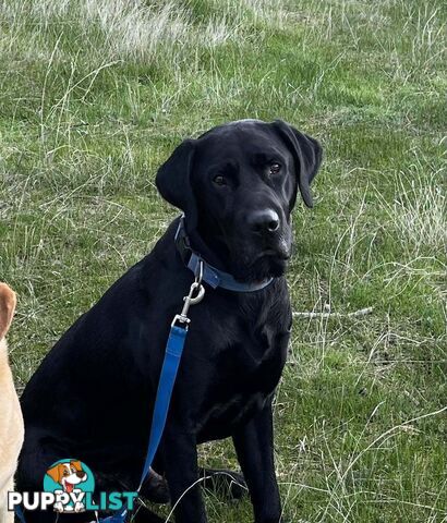 Labrador Retriever Pups (Black male and female available)