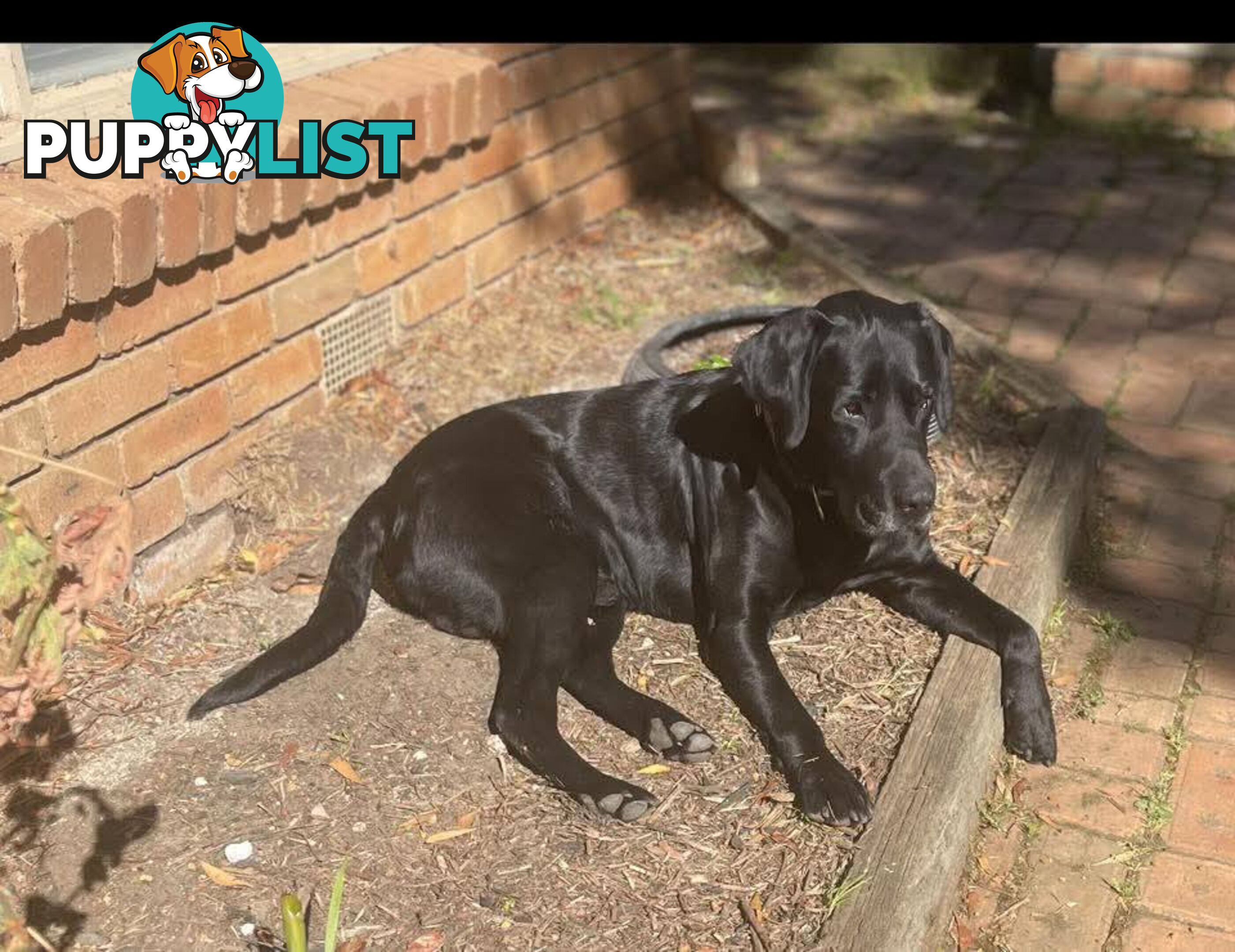 Labrador Retriever Pups (Black male and female available)