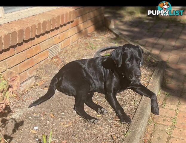 Labrador Retriever Pups (Black male and female available)