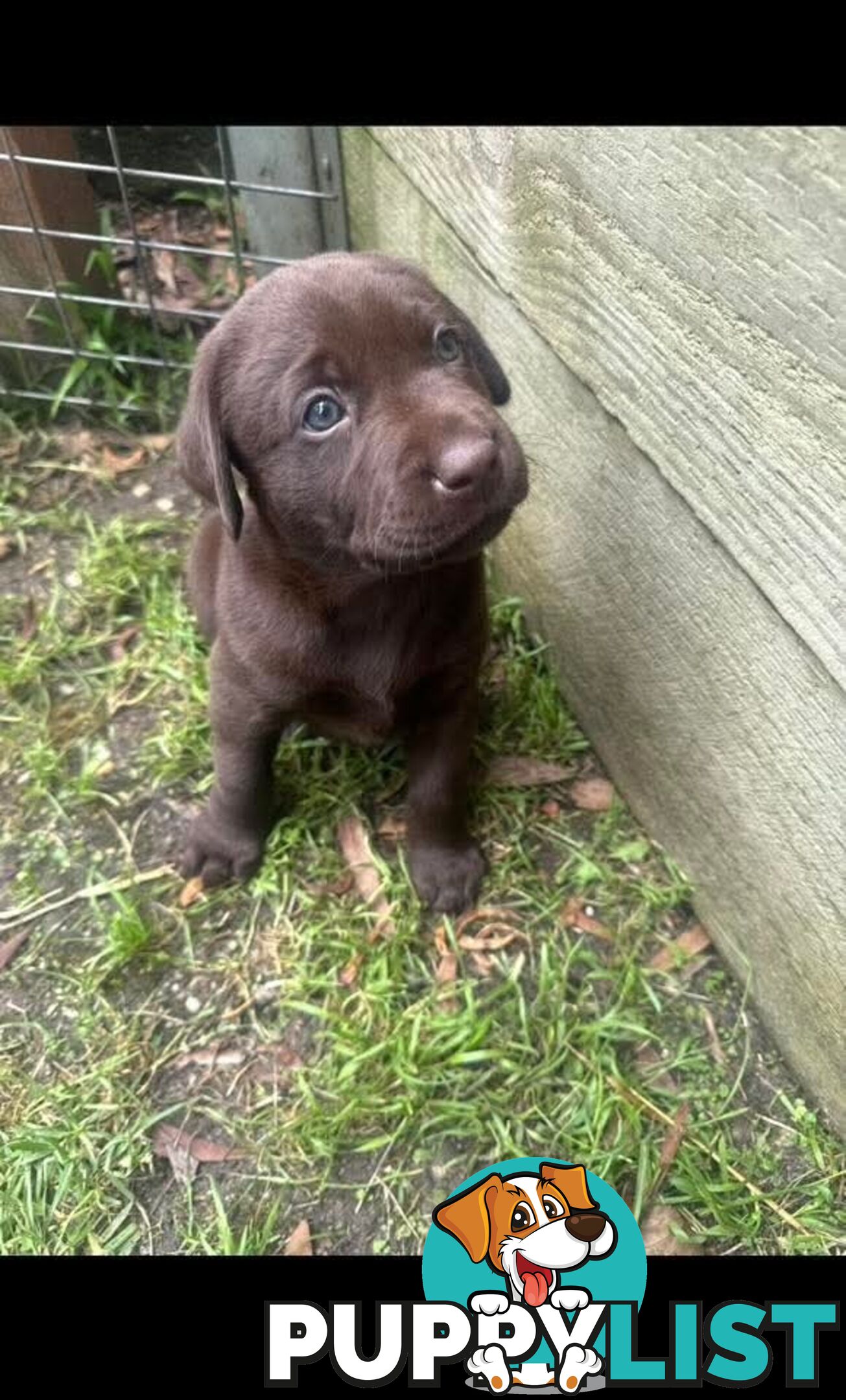 Labrador Retriever Pups