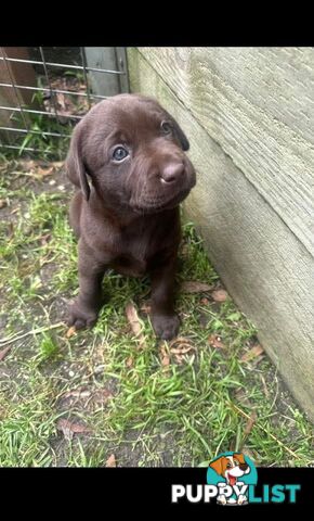Labrador Retriever Pups