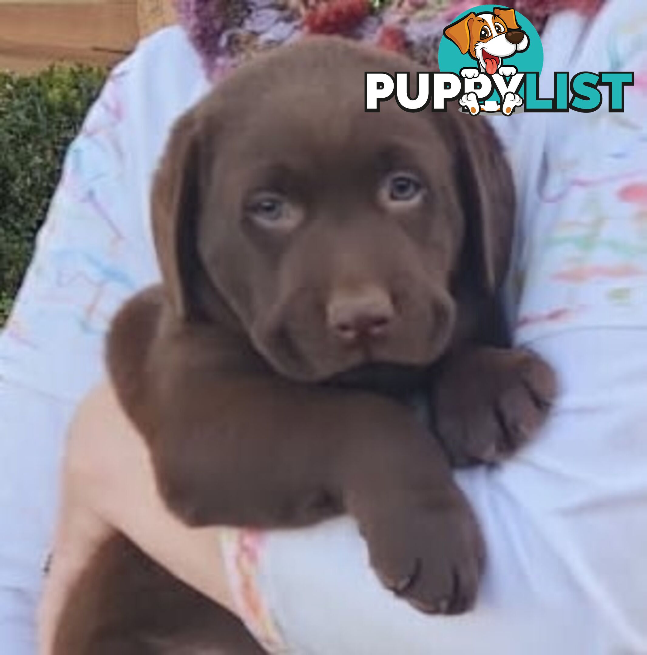 Labrador Retriever Pups