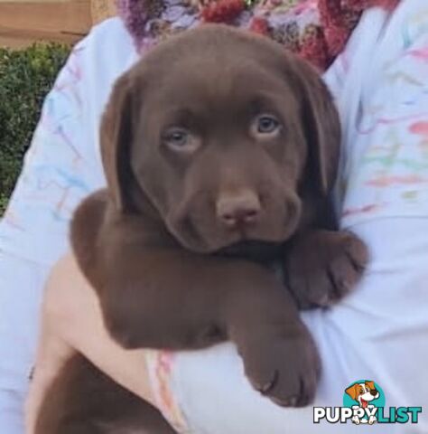 Labrador Retriever Pups