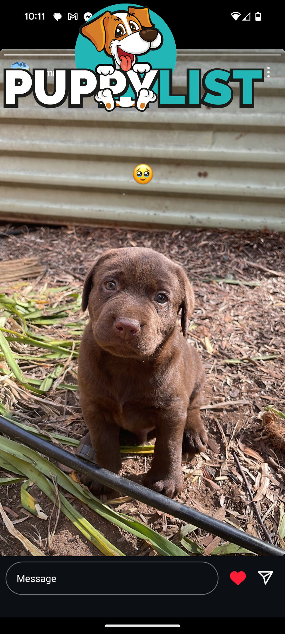 Labrador Retriever Pups
